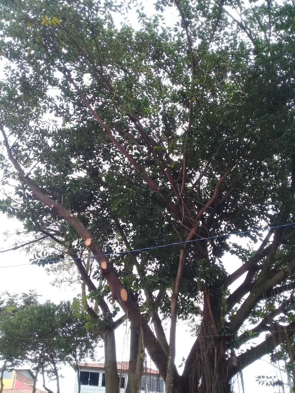 Árvores de grande porte tiveram os galhos voltados para a rua cortados. No espaço retirado, vê-se um cabo com diversos fios trançados, de telecomunicações.